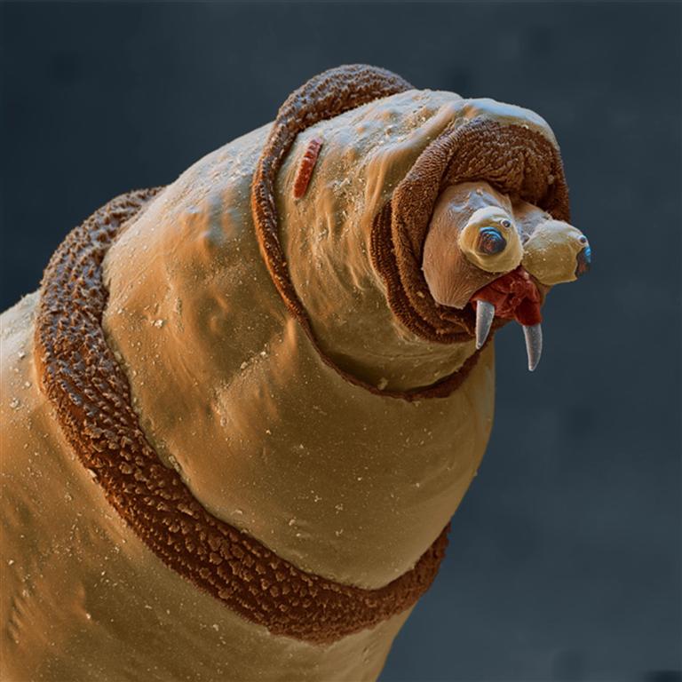 Bluebottle fly maggot under an electron microscope