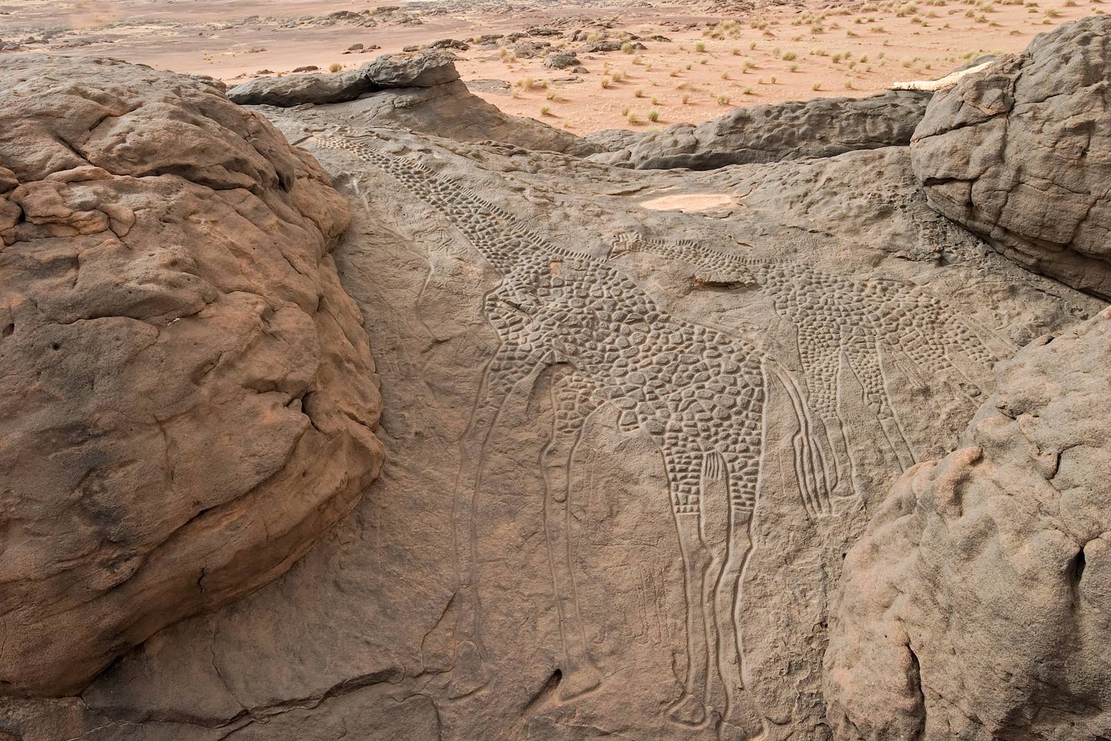 10000 year old rock engravings of giraffes in the Sahara Desert, Niger