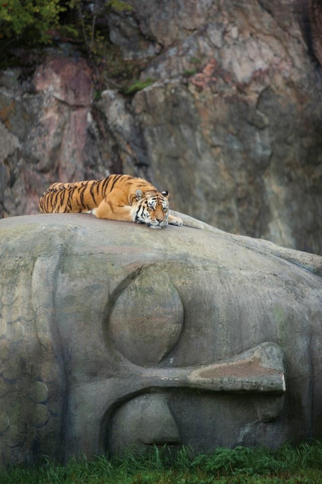 Tiger resting on a Buddha head