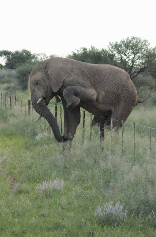 Elephant crosses multiple farms on her voyage without damaging a single fence