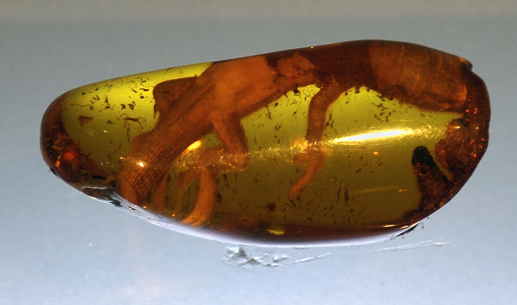 Complete Fossil of 23 Million-Year-Old Lizard in Amber Resin Found by Mexican Researchers