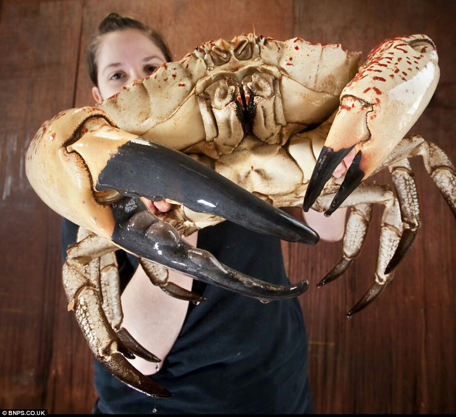 Meet Claude - A 15 pound monster King Crab from Tasmania. Claude is the biggest crab on display in the UK and weighs a mighty 15lb with a 15-inch shell  enough to make 160 crab cakes.