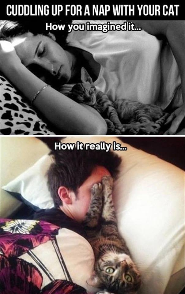 sleeping with a cat expectations vs reality meme - Cuddling Up For A Nap With Your Cat How you imagined i... How it really is...