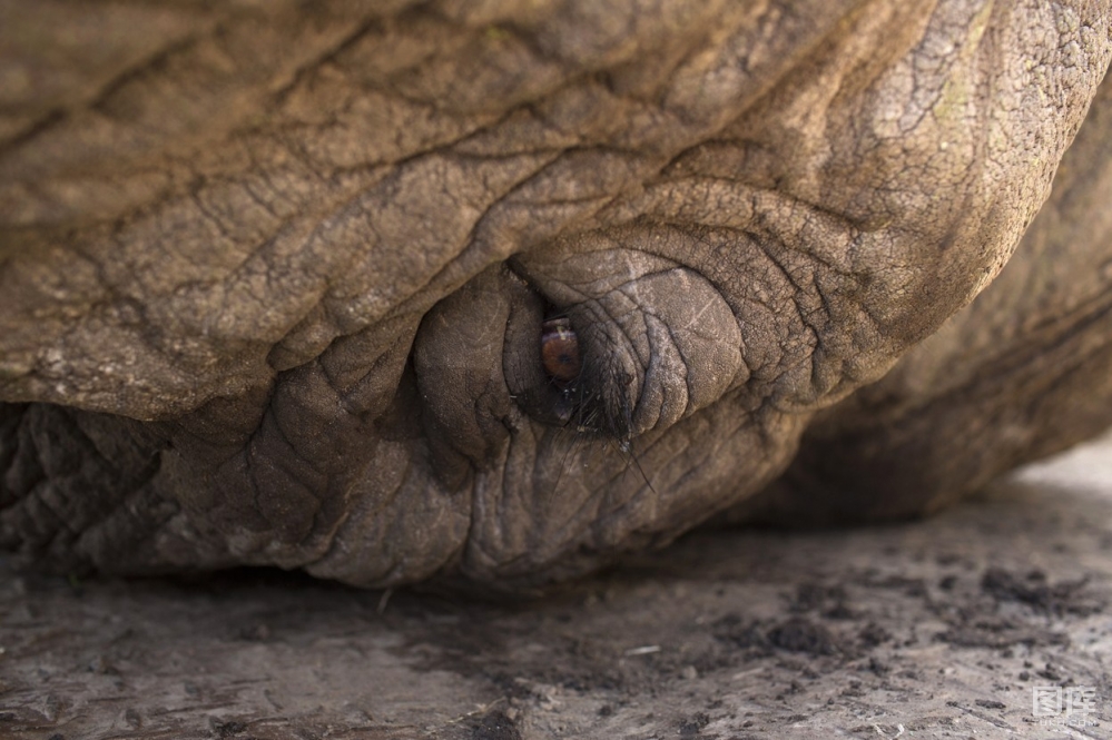 A close-up view of a sedated elephants eye, as it is secured on the back of a truck by Kenya Wildlife Service "KWS" wardens during a relocation exercise, aimed at relocating 10 elephants that were encroaching on community land to a national park, on the margins of the Ol Pejeta Conservancy in central Kenya, on June 19, 2013.