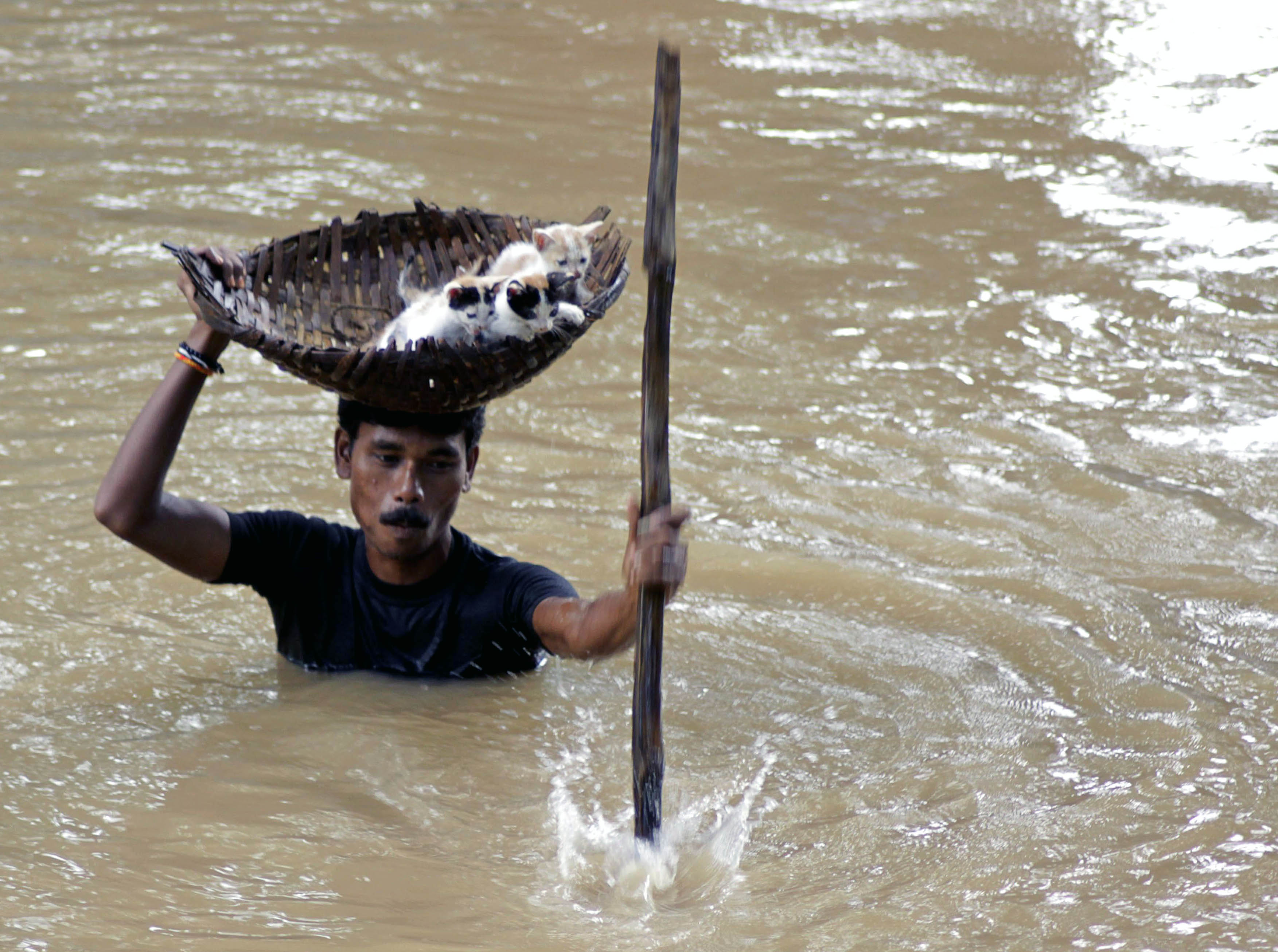 During massive floods taking place in Cuttack City, India, in 2011, a heroic villager saved numerous stray cats by carrying them with a basket balanced on his head.