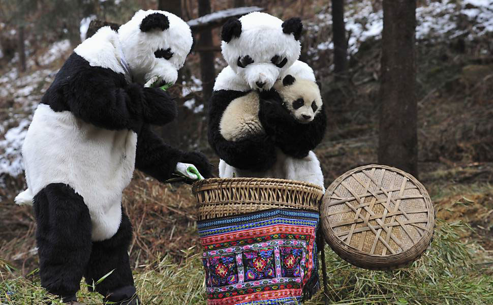 In China's Wolong Nature Reserve, panda cubs are released in a highly delicate maneuver where employees wear panda costumes to minimize human interaction.
