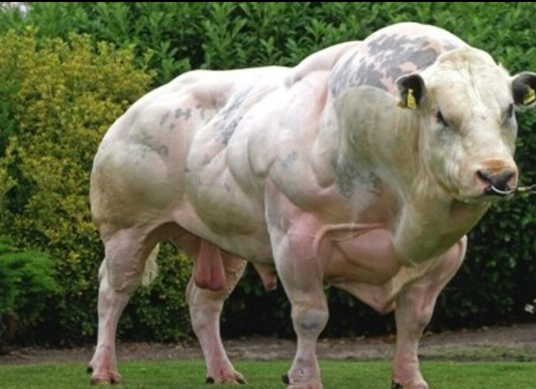 A bull born without the protein Myostatin which allowed for unrestricted muscle growth