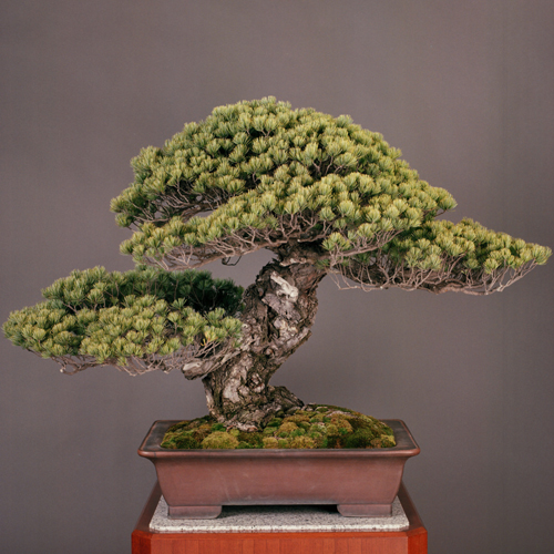 This 550 year old Japanese white pine, titled "Third Shogun", is believed to be the oldest living bonsai tree in the world