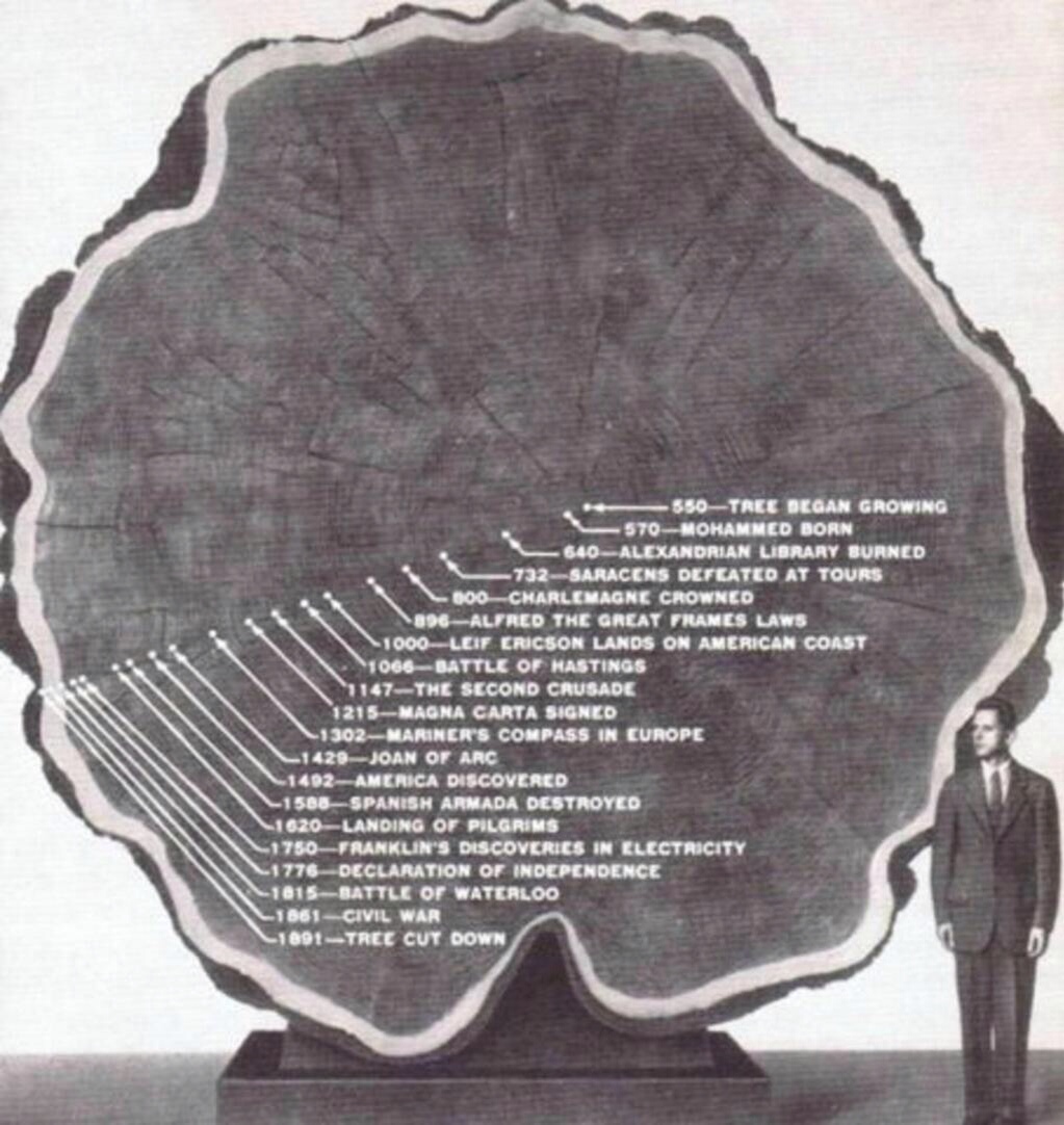 Life of a Tree 550-1891
