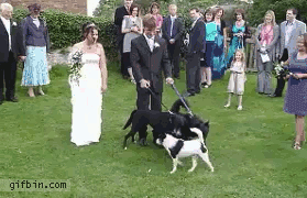 wedding dog gif - gifbin.com