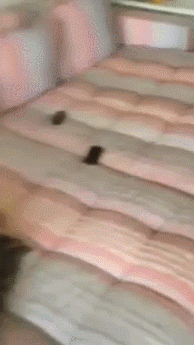 GIFs Are More Awesome Combined
