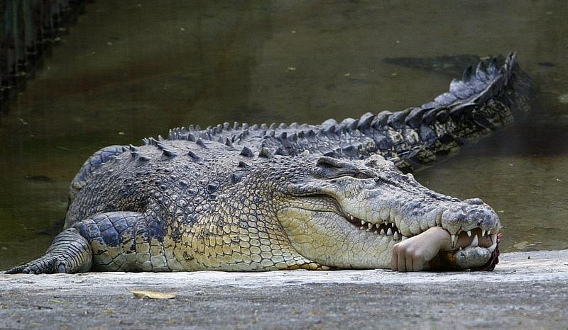 A crocodile at a zoo in the southern Taiwan city of Kaohsiung holds the forearm of a zoo veterinarian in it's teeth