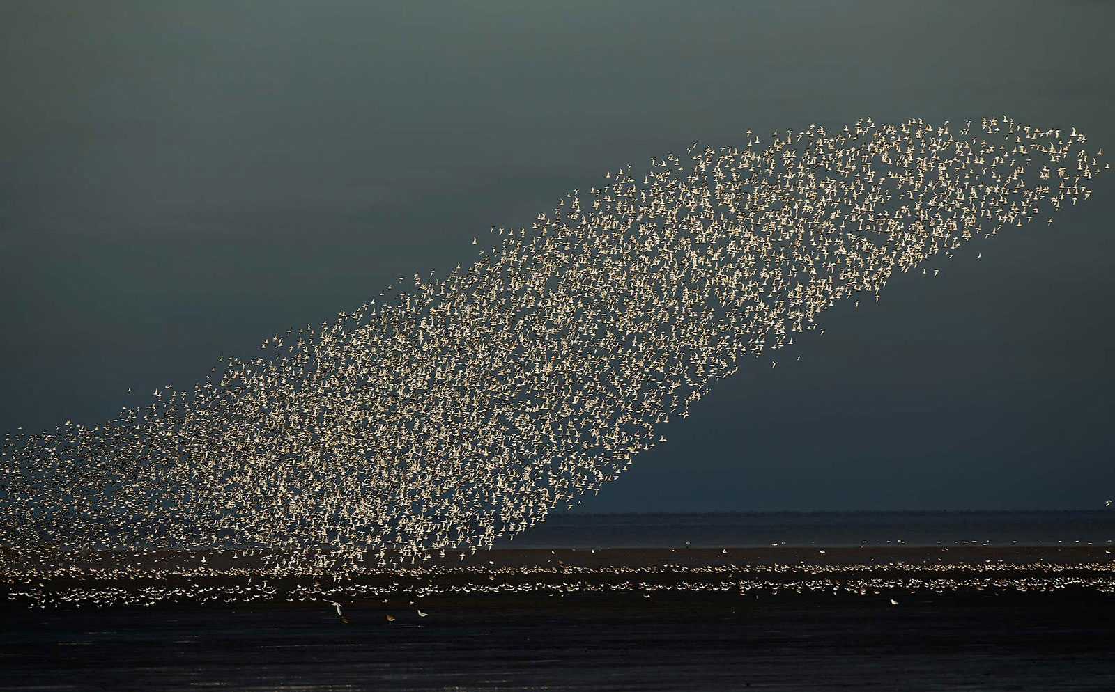 Thousands of birds take off together at the Snettisham Nature Reserve in England