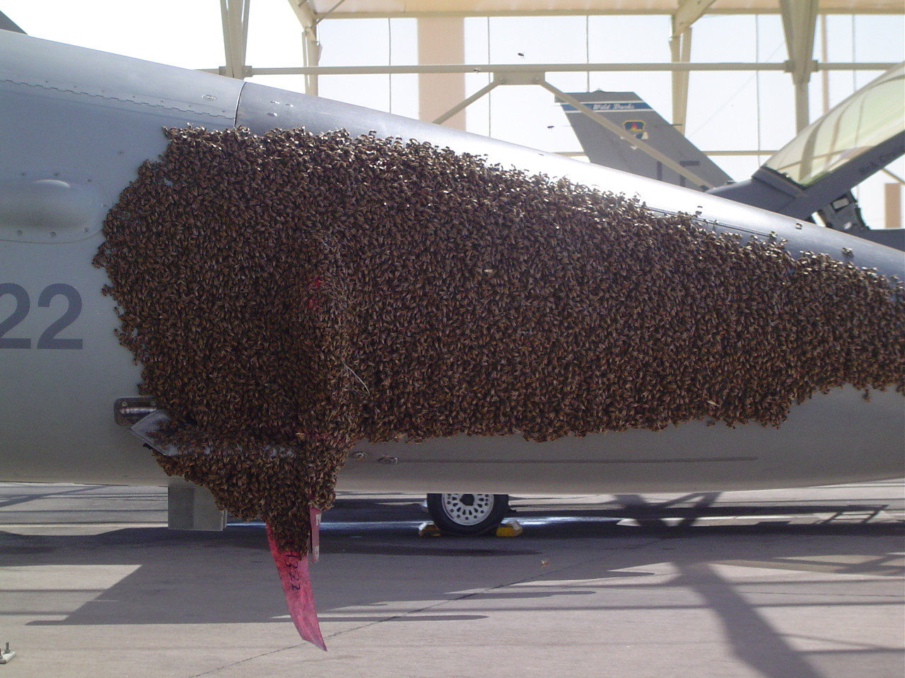 A bee swarm on a F-16 fighter aircraft