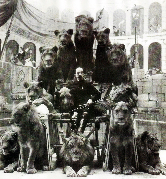 The Lion Tamer of the Russian circus, Captain Jack Bonavita, poses with some of his lions. 1905