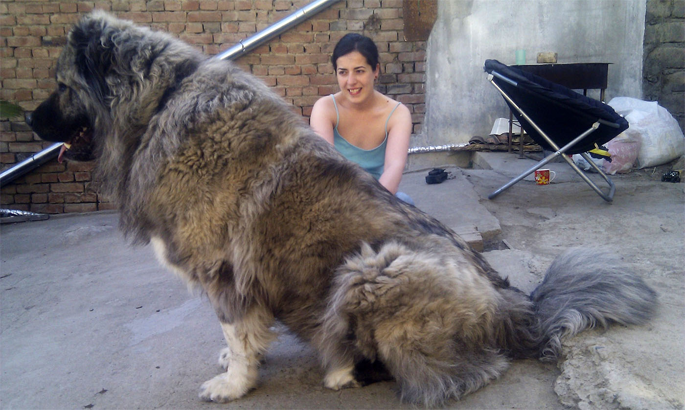 Caucasian Mountain Dog, aka Russian Bear Dog. The males reach over 200lb and have historically been used to hunt bears.