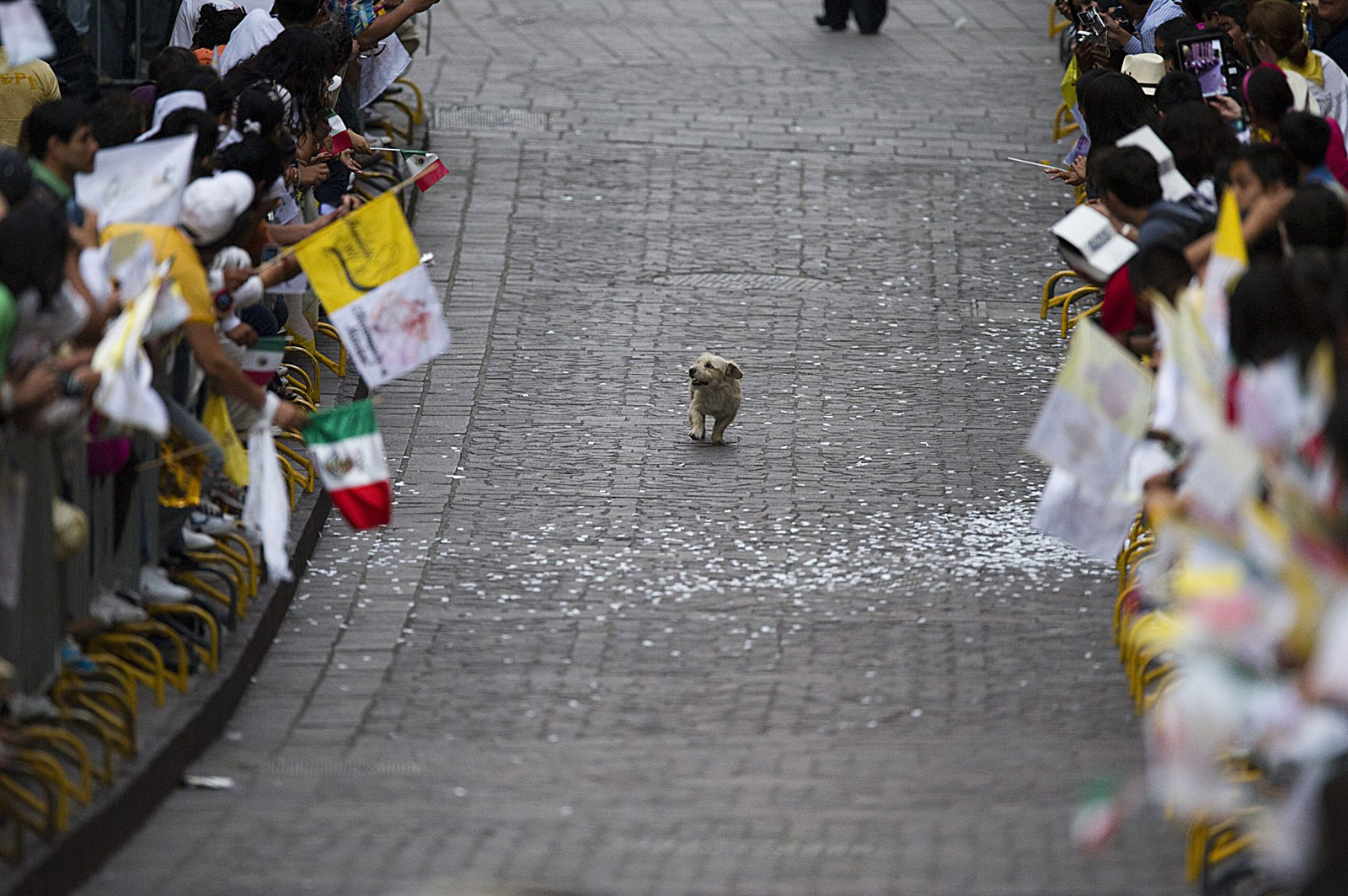A dog soaks in an adoring crowd in Mexico by following the Pope. 2011