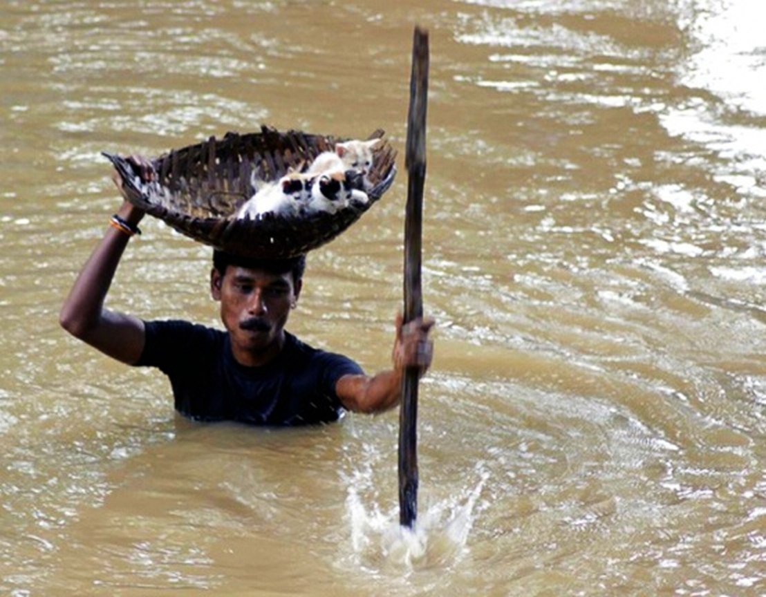 A man saves kittens from floodwater, which left thousands homeless in Pakistan. 2011