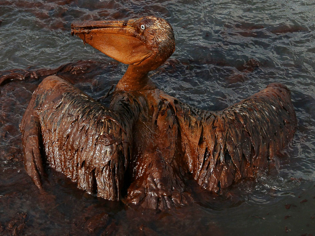 A pelican falls victim of the historic Gulf Oil Spill. 2010