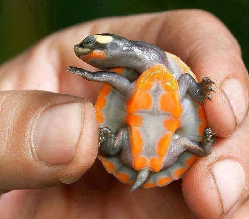 A red bellied short necked turtle.