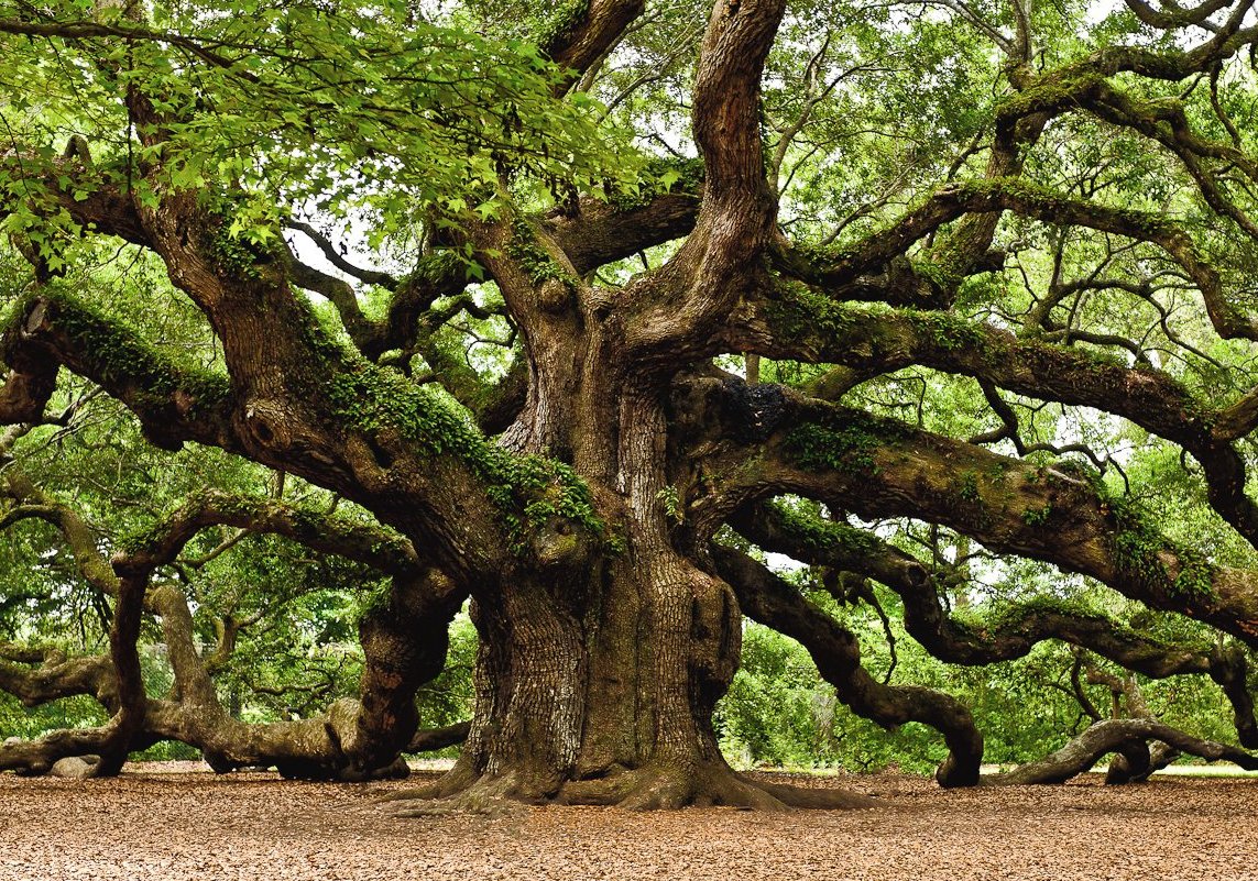1,500 Year Old Oak Tree in South Carolina