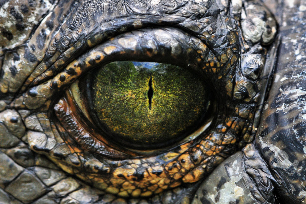 The eye of a crocodile.