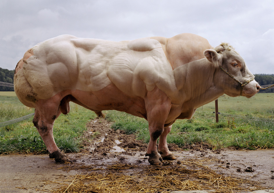 A bull born without myostatin, this allows for unrestricted muscle growth