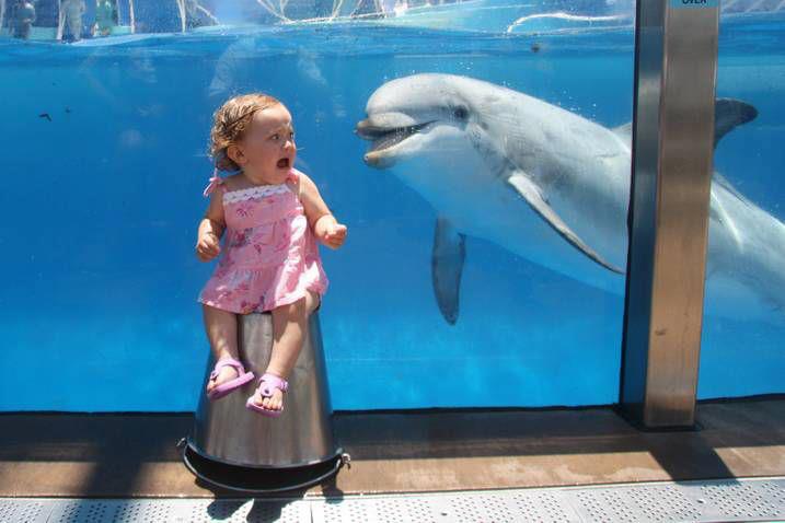 perfect timing kid dolphin