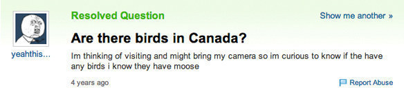 canada - Resolved Question Show me another >> Are there birds in Canada? Im thinking of visiting and might bring my camera so im curious to know if the have any birds i know they have moose yeahthis... 4 years ago Report Abuse