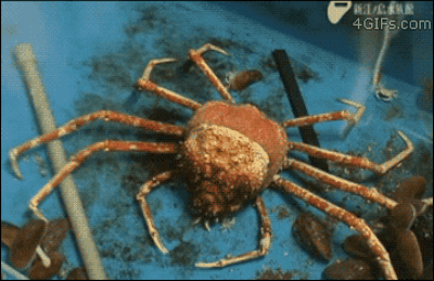 crab molting gif - 4GIFs.com
