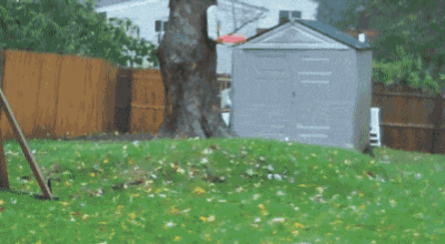 trees being uprooted gif