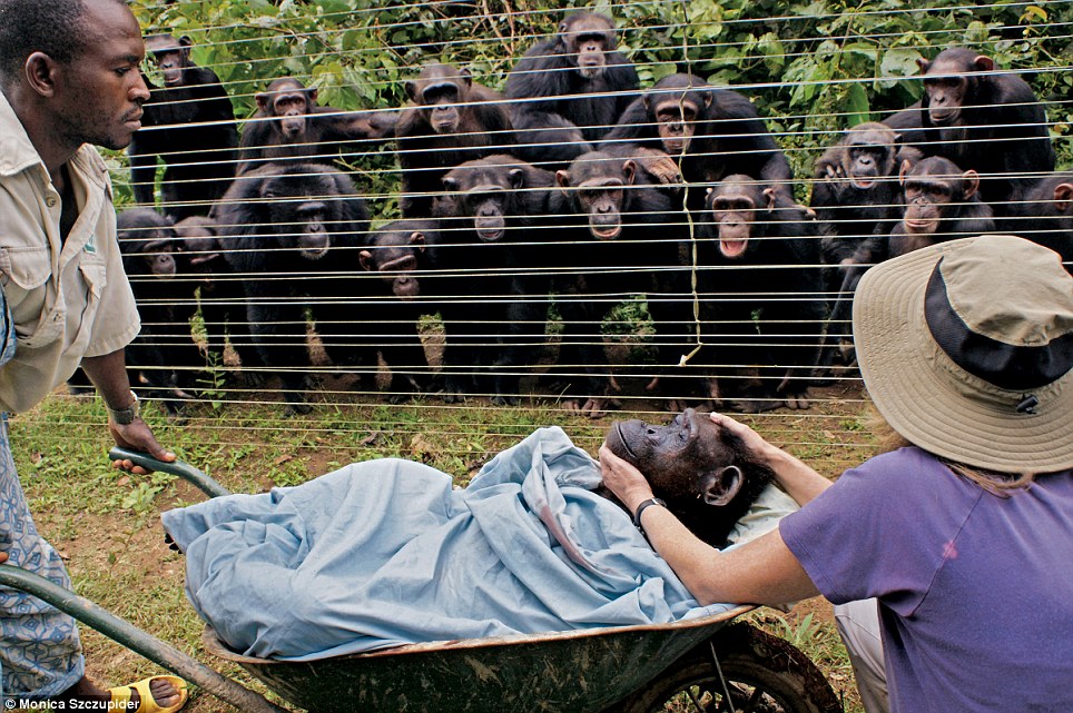 Chimps mourning-Her name was Dorothy. She died in 2008 in her 40's as a result of congestive heart failure. She had been abused at an amusement park in Cameroon for 25 years until she was rescued in 2000 and brought to a rehabilitation camp.