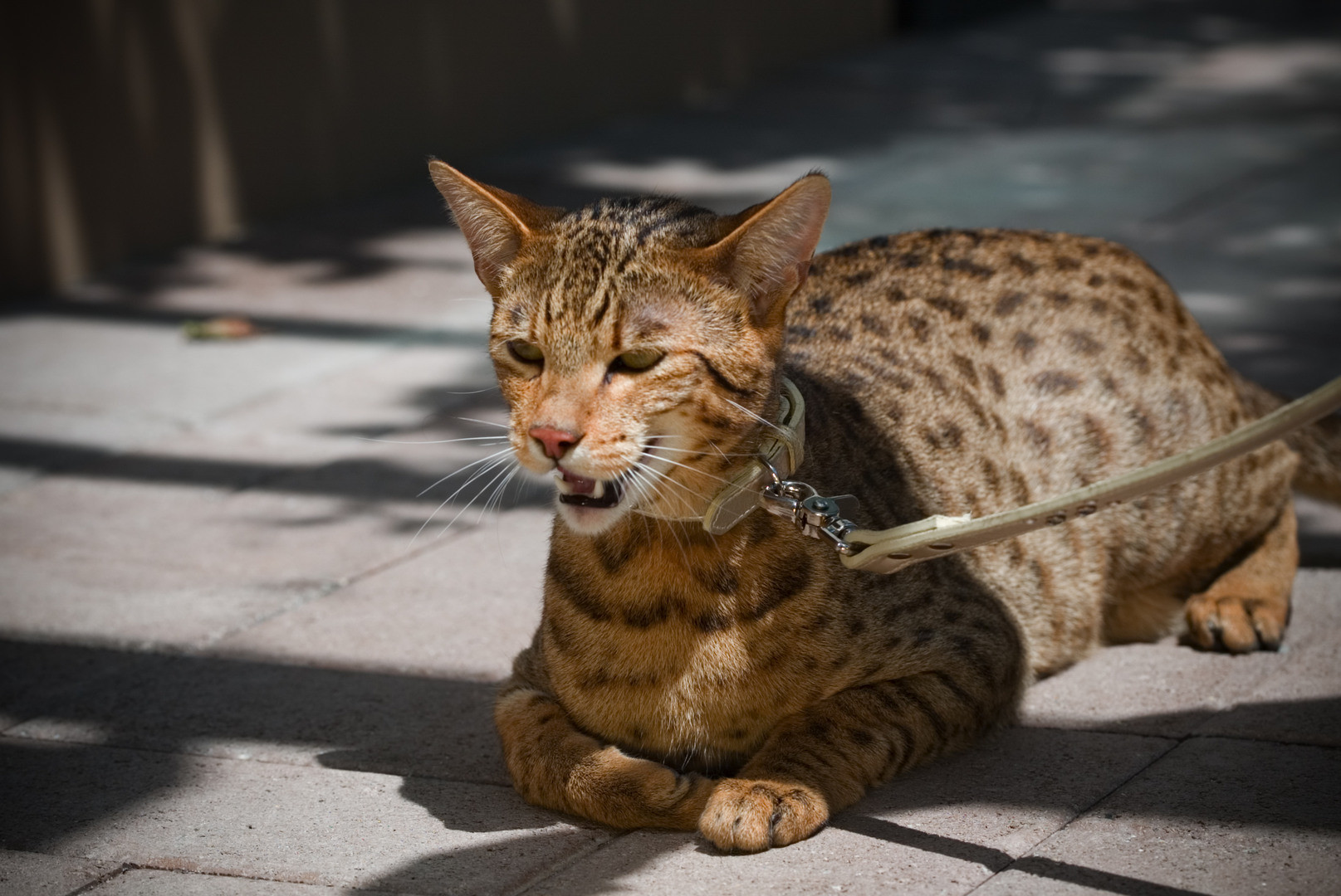 This is an Ashera breed of cat. They go for 22,000125,000 dollars.