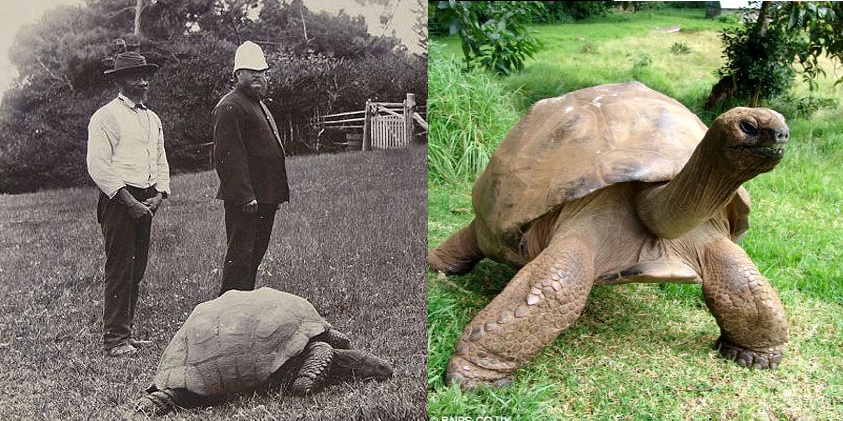 oldest living tortoise