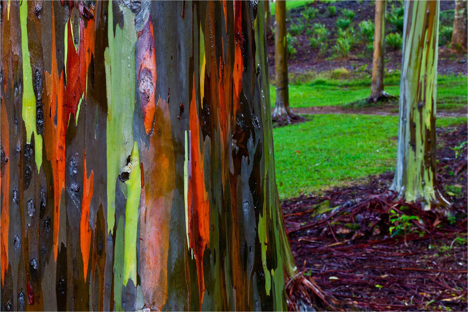rainbow eucalyptus tree maui