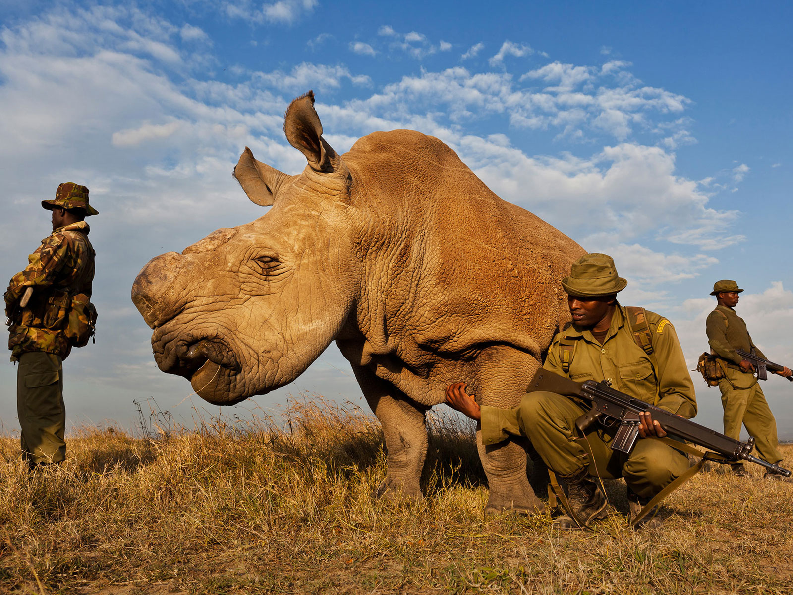 Anti-poaching team protecting a Northern White Rhino in Kenya.