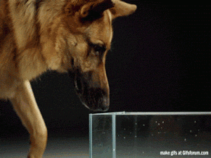 What dogs do when they drink water