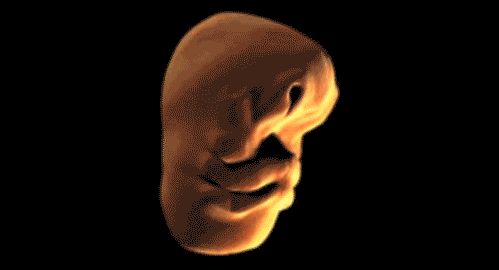And how terrifying the human face is when it's forming in the womb