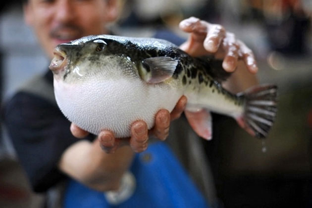 The Japanese delicacy made from the blowfish, is 200 times more poisonous than cyanide, chefs require a license to cut and serve Fugu, and there have been 23 reported fatalities in Japan since 2000 from eating poorly cut Fugu.