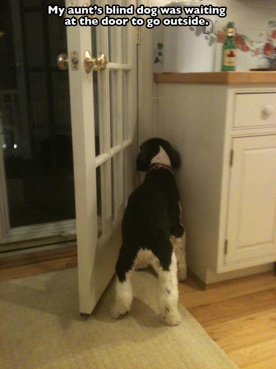 things that make you facepalm - My aunt's blind dog was waiting at the door to go outside.
