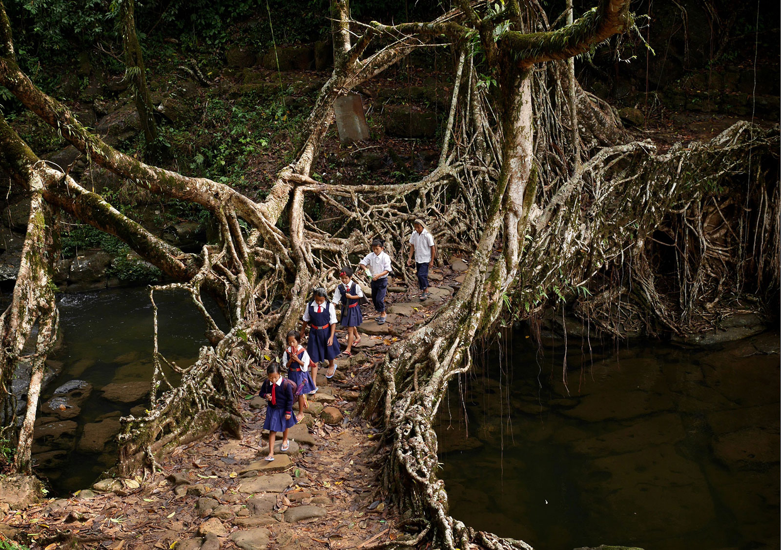 Students traveling through the forest across a tree root bridge in India