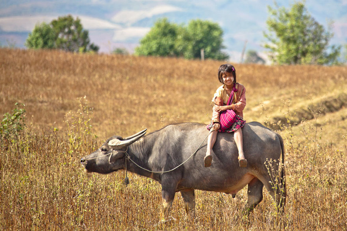 A girl riding a bull to school in Myanmar