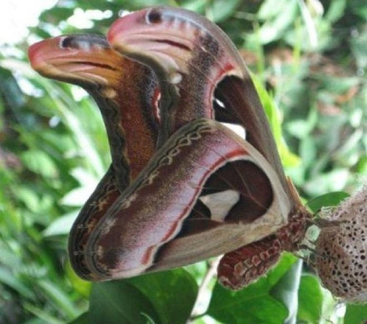 moth snake