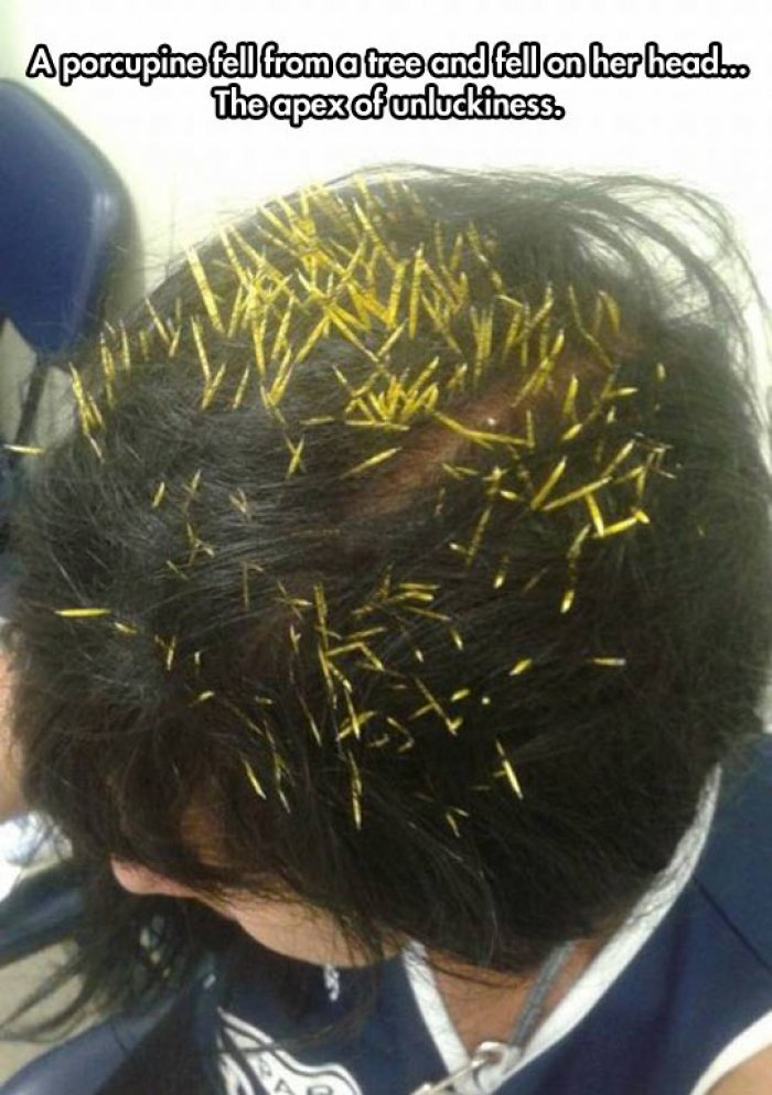 you think you have a bad day - A porcupine fell from a tree and fell on her head.co The apex of unluckiness.