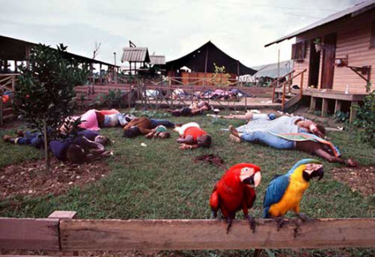 Two macaws perch on a fence in Jonestown, where over 900 members of the People's Temple Cult committed mass suicide, 1978