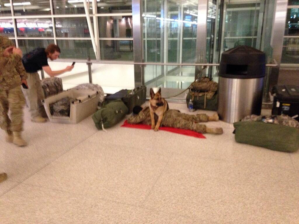 A military dog protects a soldier as he sleeps in the airport.