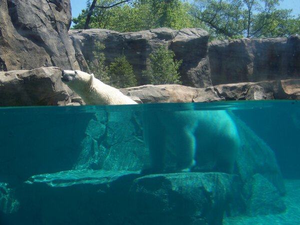polar bear in water optical illusion