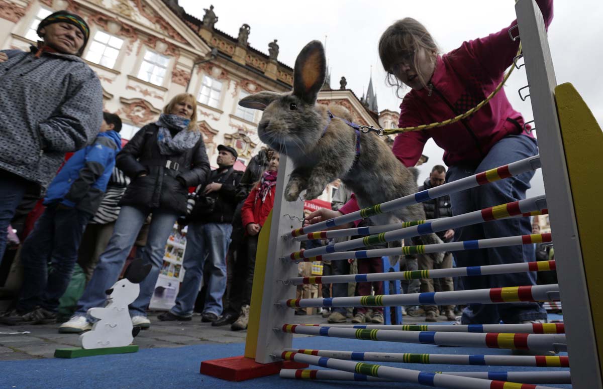 On April 14, people watch a rabbit jumping over an obstacle at the traditional Easter market at the Old Town Square in Prague.