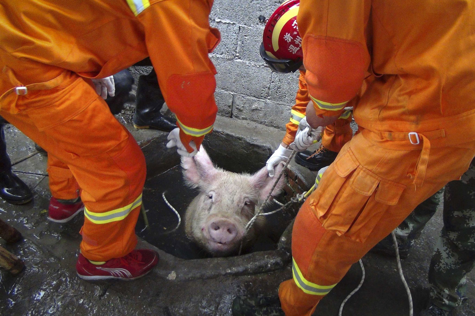 Firefighters pull a pig from a well on a pig farm in Lequing, China. Seven firefighters successfully rescued the 661-pound pig in April.
