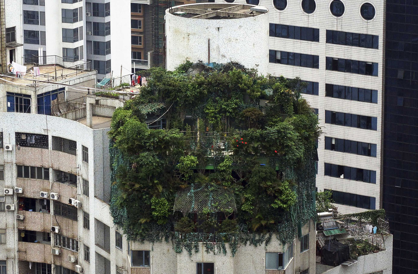 A suspected illegal construction is seen covered by green plants atop a 19-story residential building in Guangzhou, China on April 11. The suspected illegal construction was built 10 years ago. Local law enforcement department discovered the construction back in 2012, but have failed to find the owner since then, local media reported.